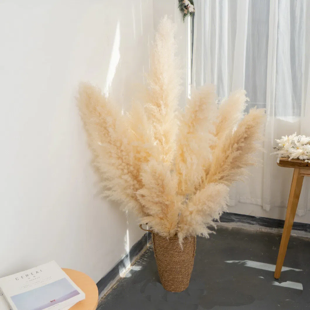 Real Natural Dried Flower Pampas Grass for Home Decor 009